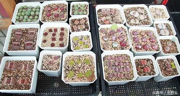 在80万人口城市，可肯定80%人不知道多肉，24岁他年赚十万