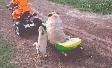 舔第二碗时,丈母娘拉我的手说:放这儿吧!等下我来洗