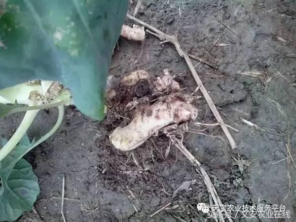 西兰花黑心是什么原因引起的,西兰花黑心病用什么药