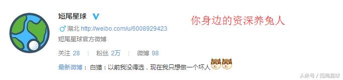 兔子夏季脱毛怎么弄,兔子夏季脱毛是怎么回事