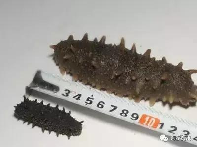 常吃海参的朋友给你几个忠告,经常吃海参的人还有得癌症的吗