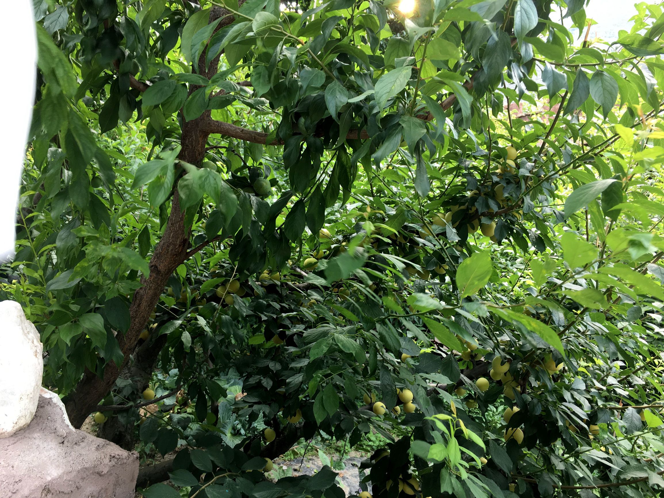 四川阿坝茂县美景,四川茂县简介