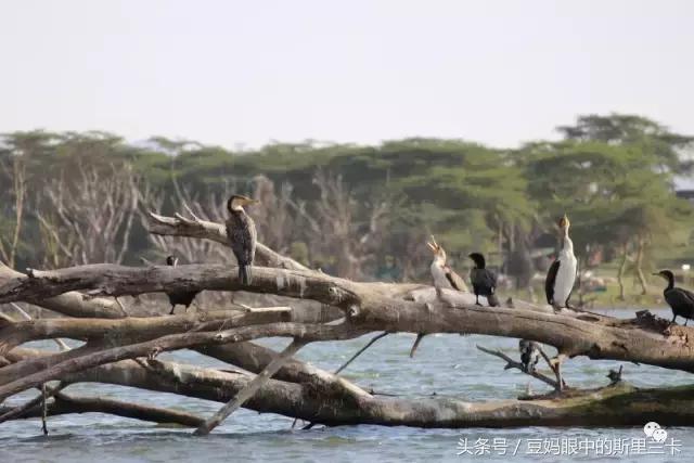 风动？树动？心动！致你，Kenya