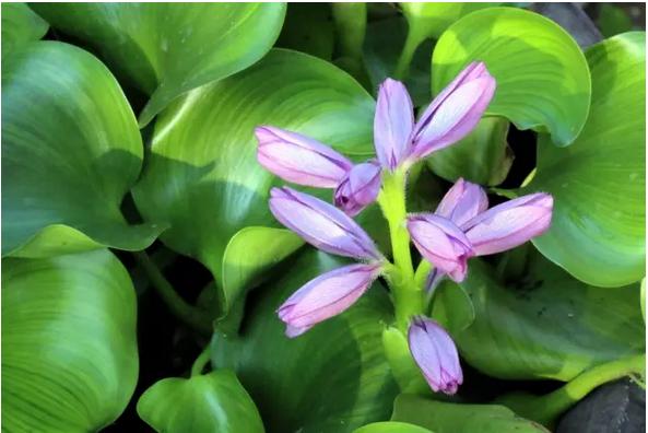 常见中草药图片及讲解,身边常见的中草药功效大全