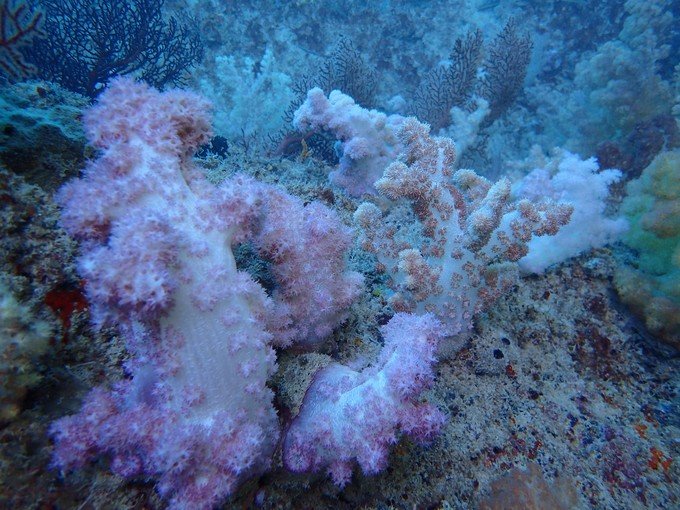 一起去帕劳旅游,去帕劳旅游自由行攻略