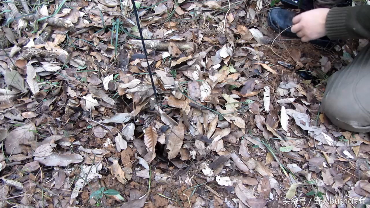 荒野求生非常好用的野鸡野兔吊脚套陷阱