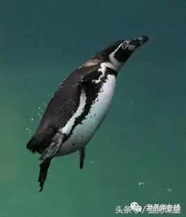 企鹅是什么种类动物,动物百科知识科普企鹅品种