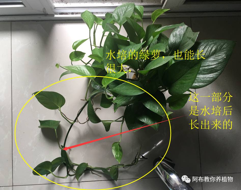 绿萝绿植怎么养活得快呢,绿萝植物养殖小知识