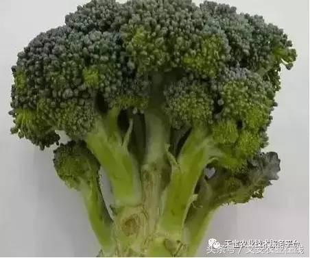 西兰花黑心是什么原因引起的,西兰花黑心病用什么药