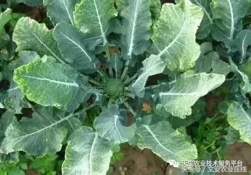 西兰花黑心是什么原因引起的,西兰花黑心病用什么药