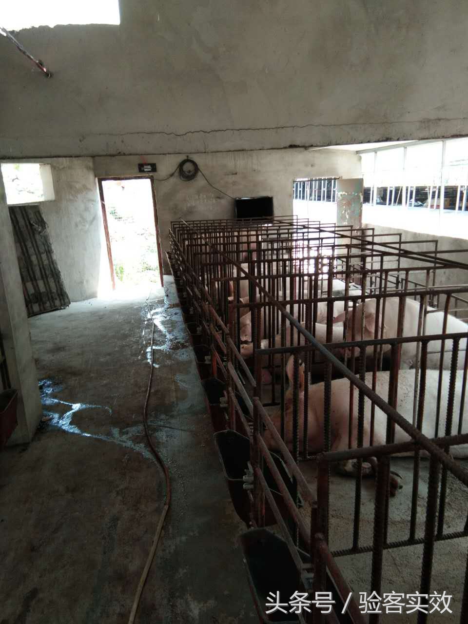 董广林猪业视频,董广林母猪饲养