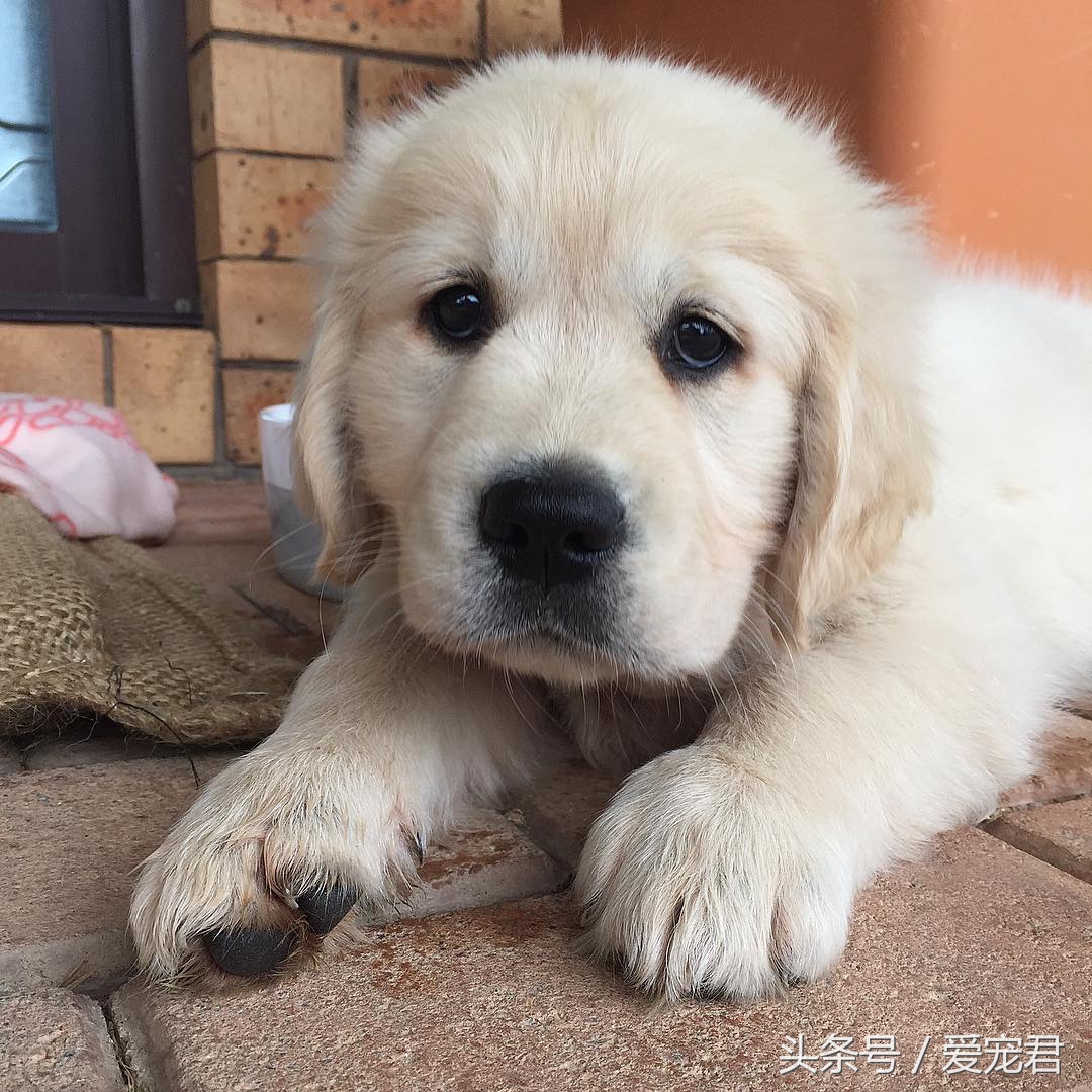 如何去除室内养宠物的异味,家中爱宠体味浓重清除宠物异味