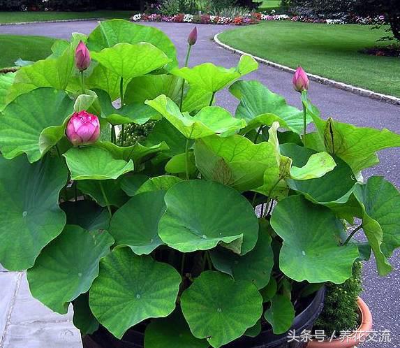 盆栽荷花怎么养比较好,一招教盆栽荷花开花
