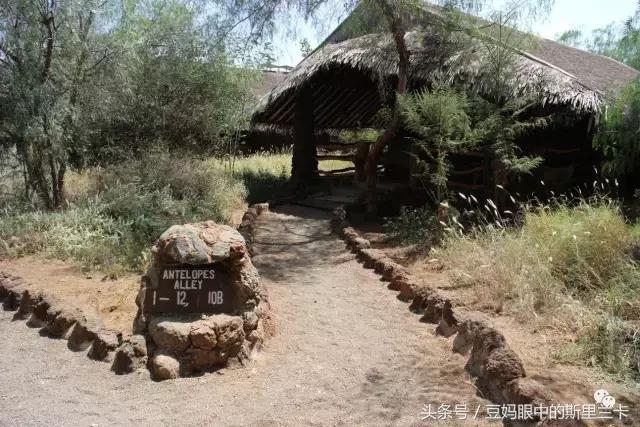 风动？树动？心动！致你，Kenya