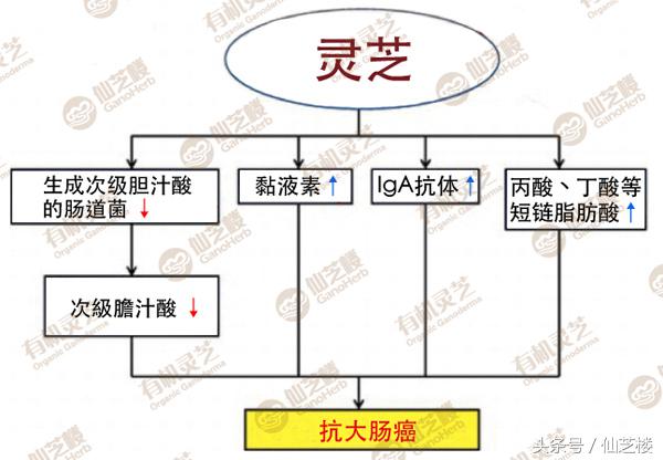 大肠癌晚期吃灵芝有效果吗 (千年灵芝能治肠癌吗)