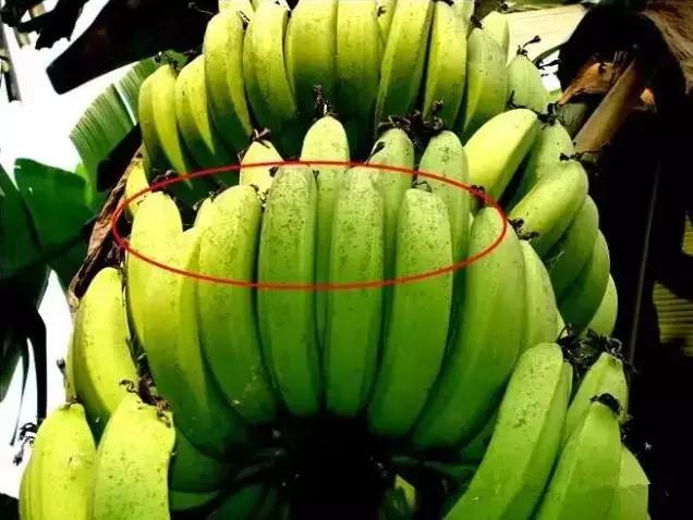 香蕉防黑星病和叶斑病最佳配方,香蕉黑星病爆发怎么办