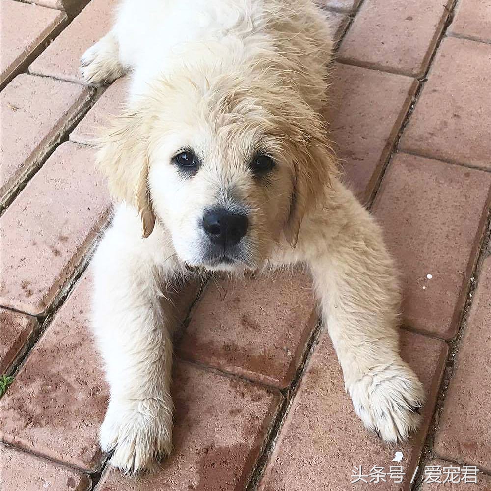 如何去除室内养宠物的异味,家中爱宠体味浓重清除宠物异味