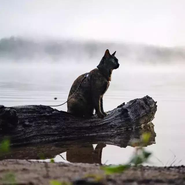 玳瑁猫有什么好,玳瑁猫猫界有多受欢迎