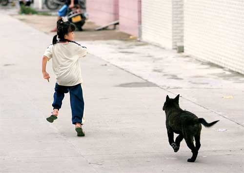 小区里养狗扰民怎么办啊,小区养狗扰民怎么处理