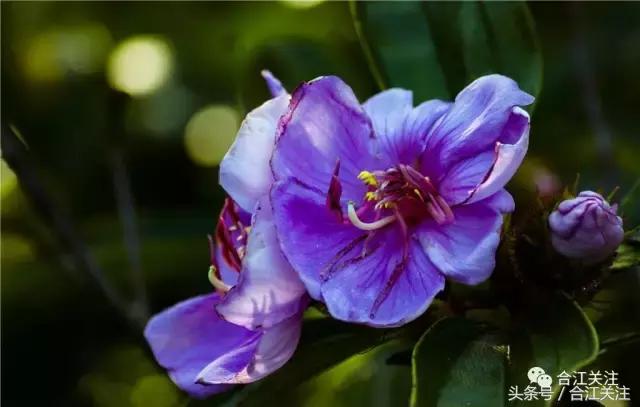 暴牙郎的药用,暴牙郎的神奇功效