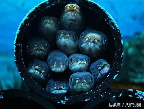 从鳗鱼的智慧说再到成为日本人餐桌上的料理食材！