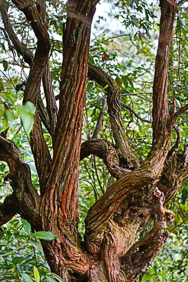腾冲樱花谷风景区,腾冲十里樱花风景区