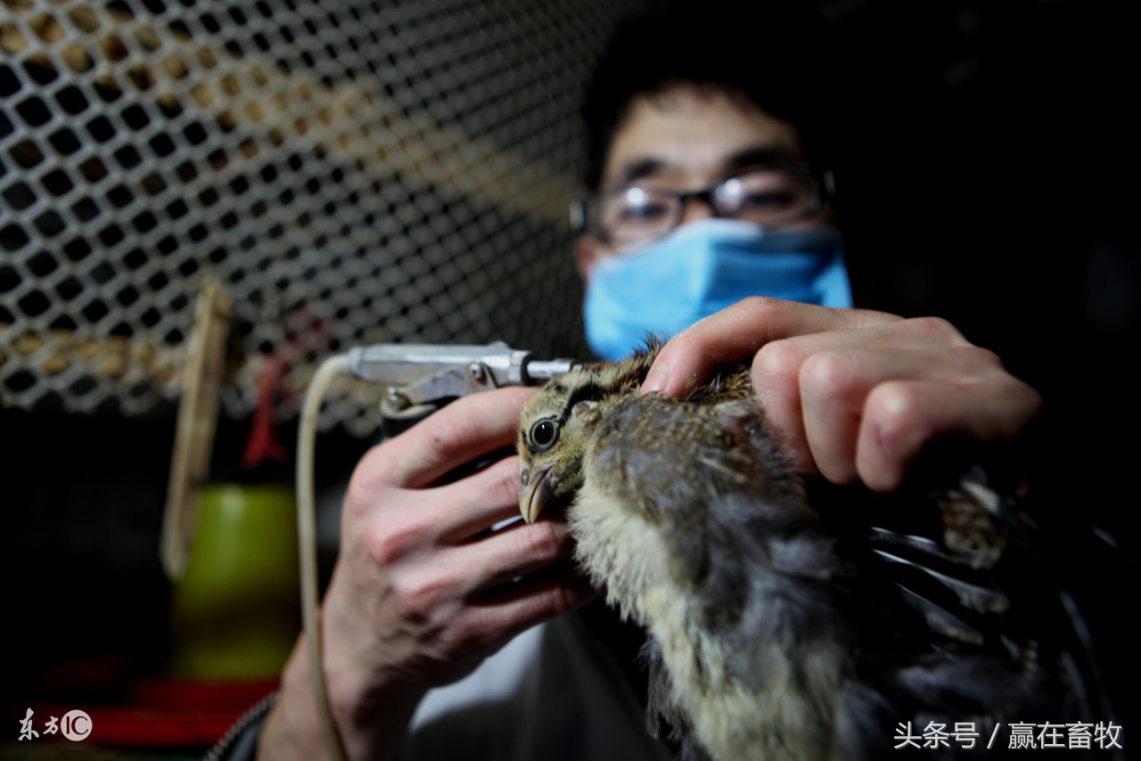 鸡做疫苗应激反应怎么解决,做鸡疫苗教程