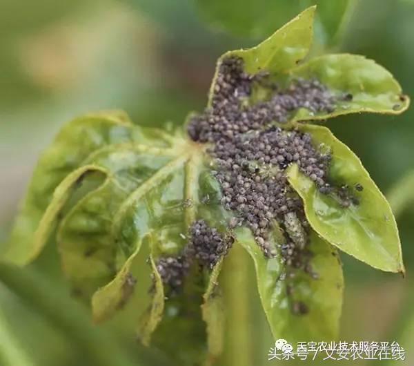 十大杀卵杀虫剂,内吸性杀虫剂十大排行