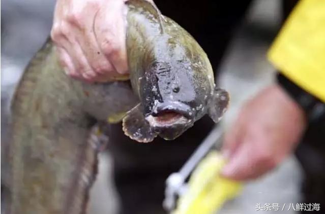 从鳗鱼的智慧说再到成为日本人餐桌上的料理食材！