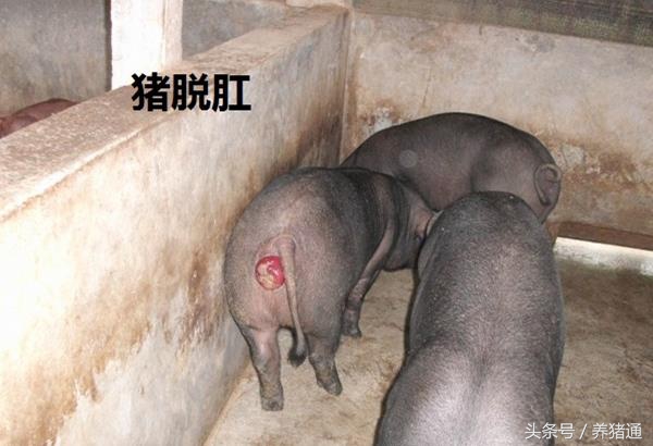 猪脱肛该怎么预防,猪脱肛缝合之后拉不出屎怎么处理