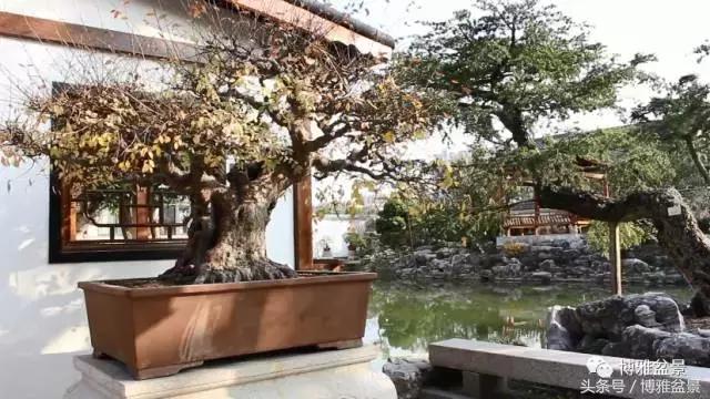 清逸园，一座闹中取静的“文人园林”