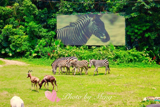 广州长隆水上乐园亲子游攻略视频,珠海长隆海洋快速通道亲子游攻略