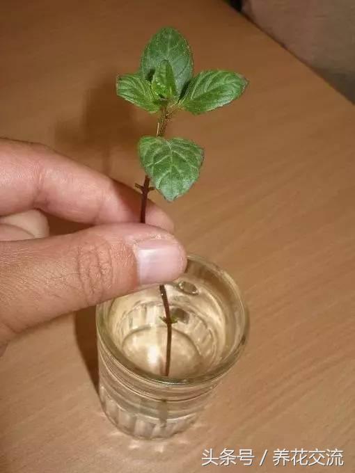 水培薄荷养得特别长怎么办,水培薄荷夏天