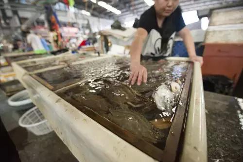 东海开渔节后海鲜什么时候能到,东海全面开渔第一网海鲜被抢空