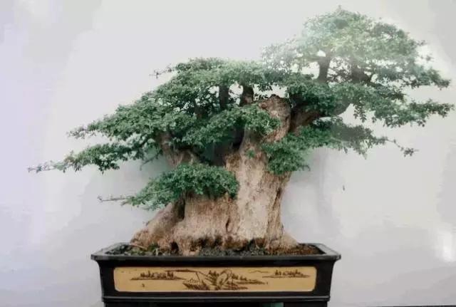 北方室外过冬的盆景对节白蜡盆景,小叶女贞和对节白蜡哪个适合盆景