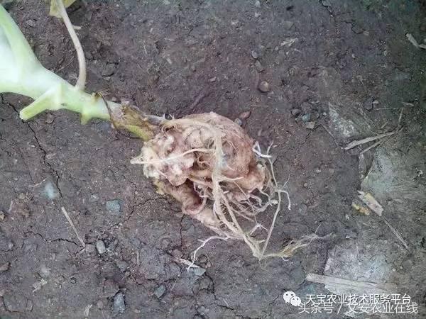 西兰花黑心是什么原因引起的,西兰花黑心病用什么药