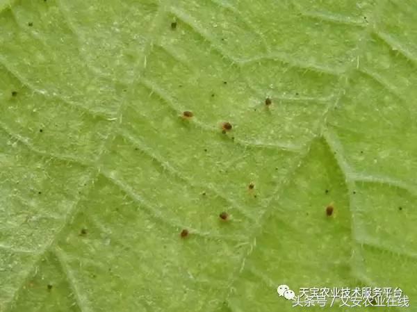 十大杀卵杀虫剂,内吸性杀虫剂十大排行