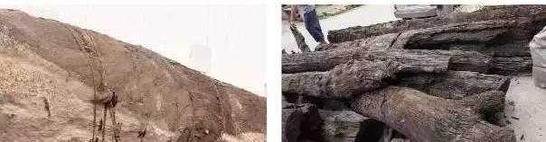 难得一见的千年金丝楠阴沉木8棵,千年金丝楠阴沉木鉴别