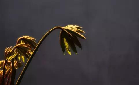 七情六欲是哪七情哪六欲指的是什么,七情六欲是哪七情哪六欲具体解释