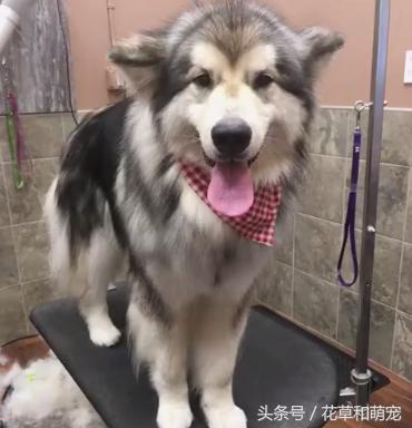 为什么越来越少人养阿拉斯加,阿拉斯加五个月换毛正常吗