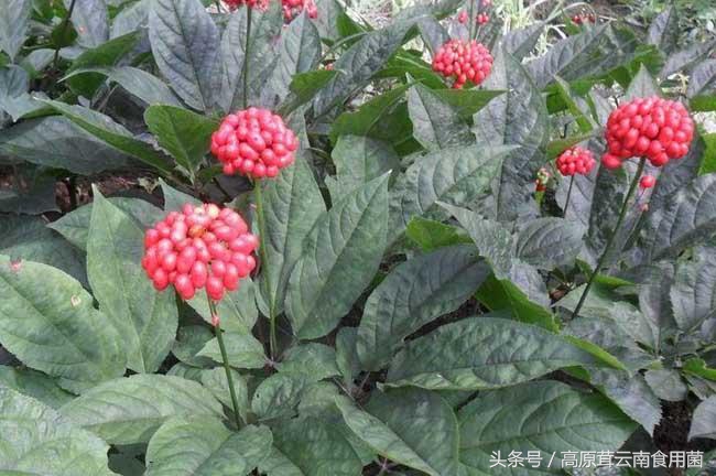 东北中药材种植什么品种前景好点,适合东北种植的中药材有哪些品种