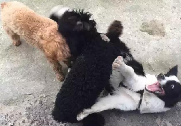 你听说过”反泰迪联盟“和”人形泰迪“吗？养泰迪凭啥要被歧视？