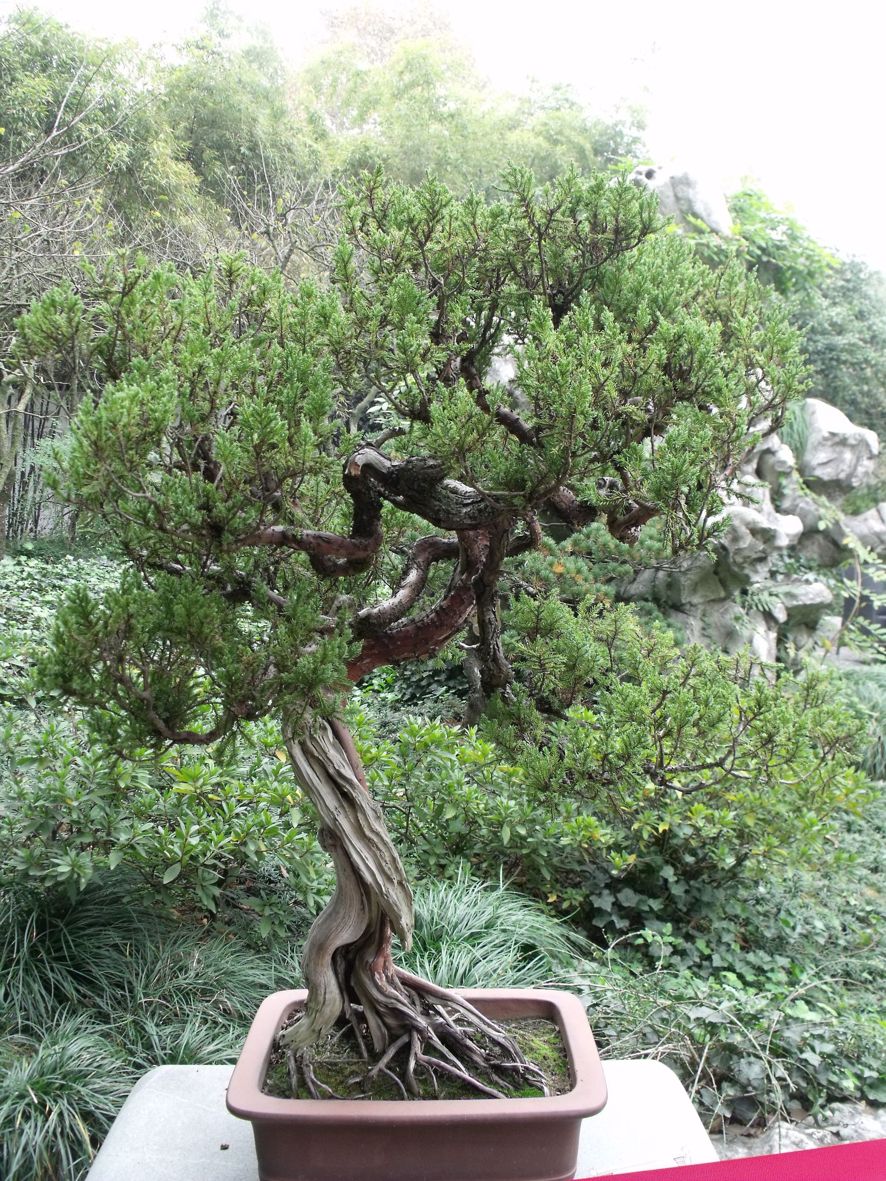 高山流水式松树盆景,亭亭山上松瑟瑟谷中风对比