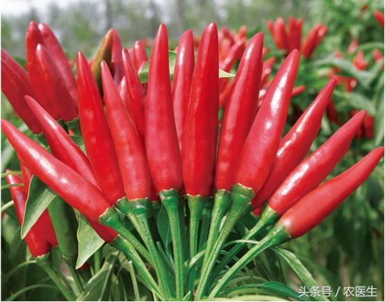 辣椒专用脱叶剂,辣椒用什么药让它高产