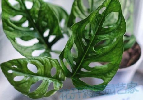 天然氧吧清道夫，抗癌，我有个大胆的想法