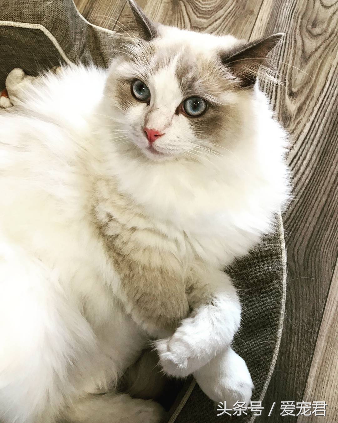 郁闷猫咪,猫咪为什么总爱抓猫抓板