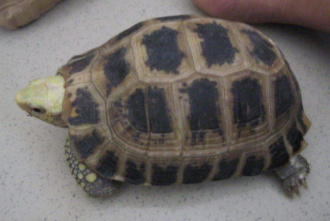 养殖陆龟有什么用,养陆龟的视频教程