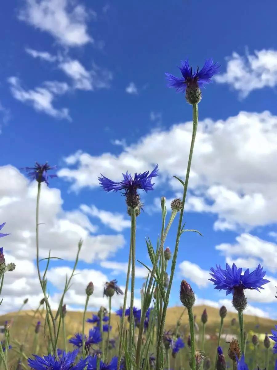 若尔盖湿地三月的景色,8月若尔盖草原哪里比较好