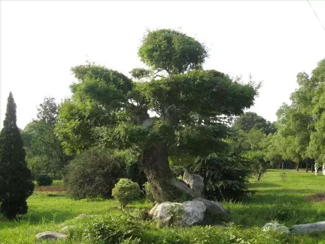 北方室外过冬的盆景对节白蜡盆景,小叶女贞和对节白蜡哪个适合盆景