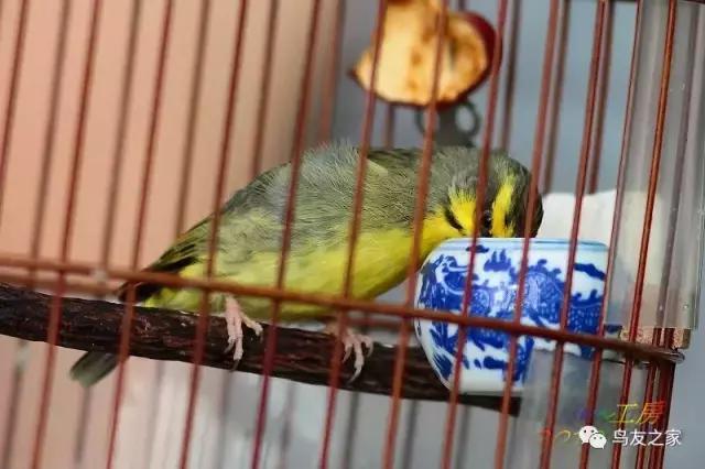 金青最值得饲养品种,金青可以饲养吗